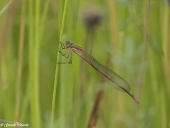 Lestes alacer