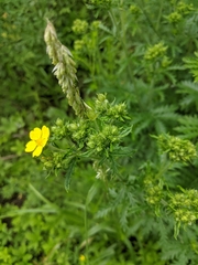Potentilla