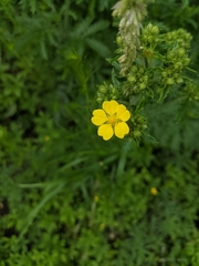 Potentilla