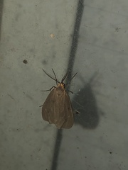 Pagara simplex