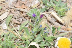 Echium arenarium