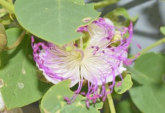 Capparis sicula