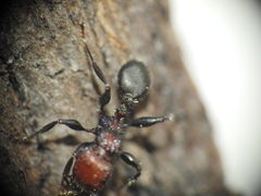 Podomyrma odae