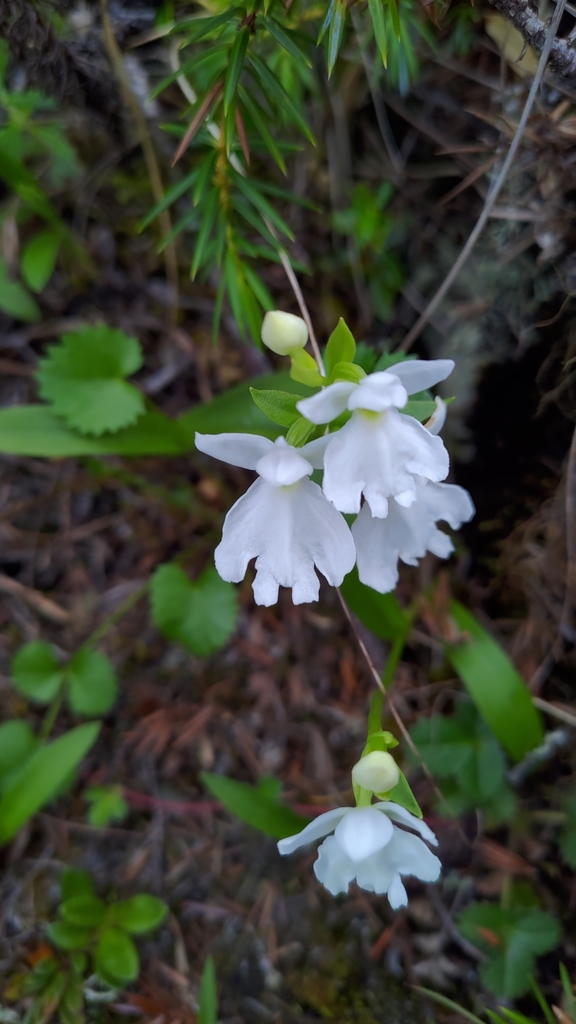 Hemipilia tominagae in July 2021 by Wen Ling Tsai. 台灣特有稀有植物