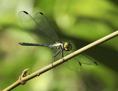 Agrionoptera longitudinalis biserialis