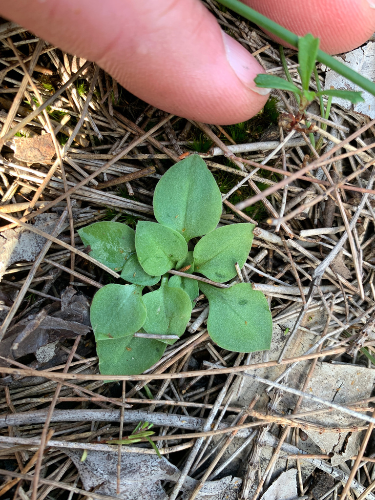 Pterostylis ventricosa