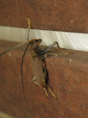 Acalolepta aesthetica