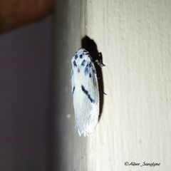 Comocritis cyanobactra