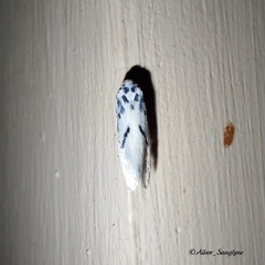 Comocritis cyanobactra