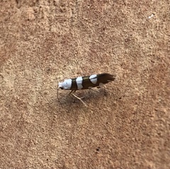 Argyresthia brockeella