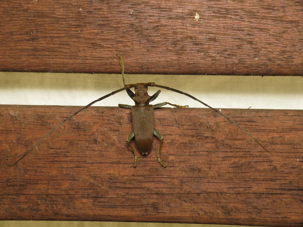 Longhorned beetle