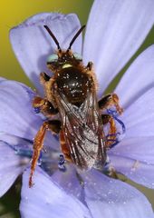 Epeoloides coecutiens