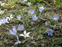 Veronica lilliputiana