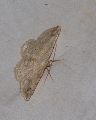 Syneora lithina