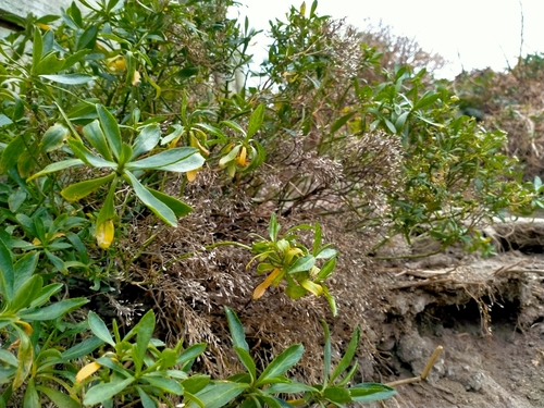 Image of Lepidium crassum by (c) John Barkla, some rights reserved (CC BY)