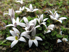 Lobelia perpusilla
