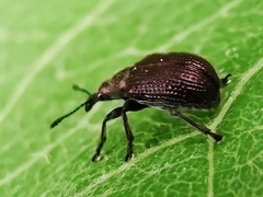 Involvulus cupreus