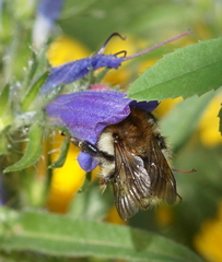 Bombus humilis