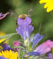 Bombus humilis