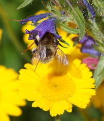 Bombus humilis