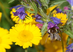 Bombus humilis