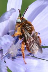 Epeoloides coecutiens