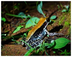 Hydrophylax bahuvistara