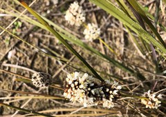 Lomandra leucocephala