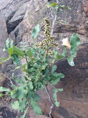 Deinbollia xanthocarpa