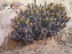 Euphorbia aeruginosa