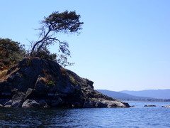 Juniperus maritima