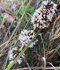 Lomandra leucocephala