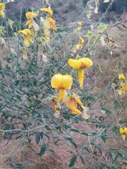 Crotalaria laburnifolia