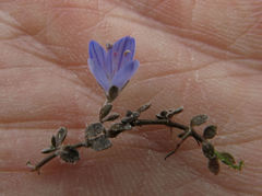 Veronica lilliputiana