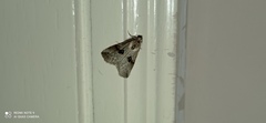 Zebeeba falsalis