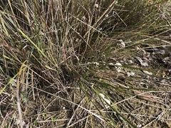 Lomandra leucocephala