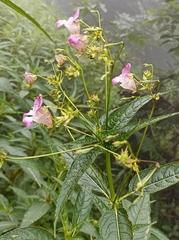 Impatiens sulcata