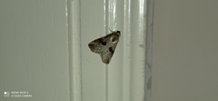 Zebeeba falsalis