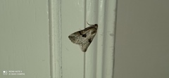 Zebeeba falsalis
