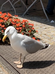 Larus argentatus