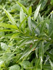 Sarcococca