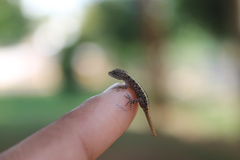 Cnemaspis mysoriensis