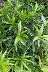 Sarcococca