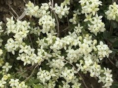 Galium anisophyllon