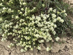 Galium anisophyllon