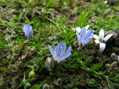 Veronica lilliputiana