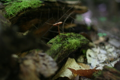 Collybiopsis quercophila