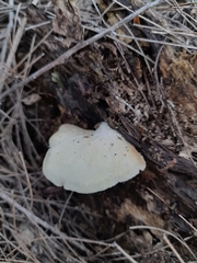 Conchomyces bursiformis