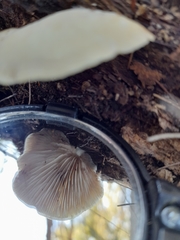 Conchomyces bursiformis