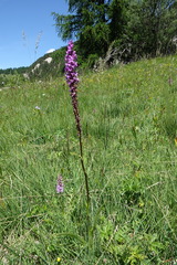 Gymnadenia densiflora